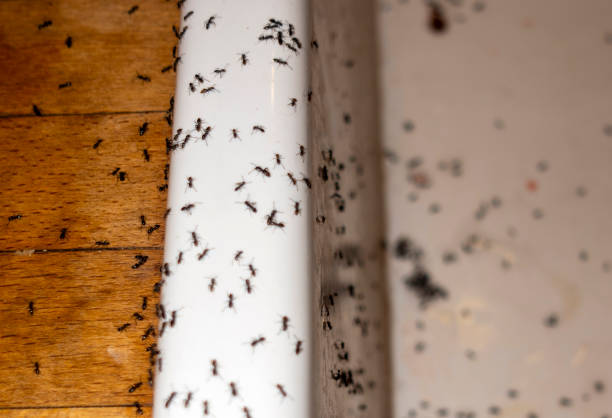 Best Emergency Pest Control  in Griggsvle, IL